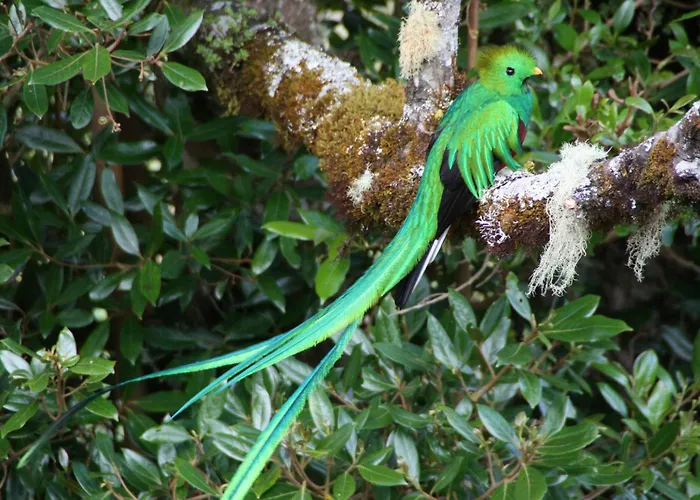 Dantica Cloud Forest Lodge San Gerardo de Dota